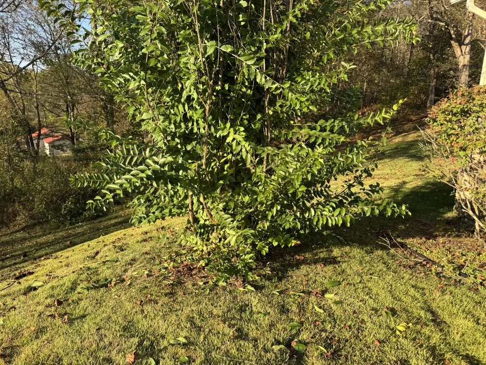 Top-rated lawn care service in Grafton, WV - Knotts LawnCare