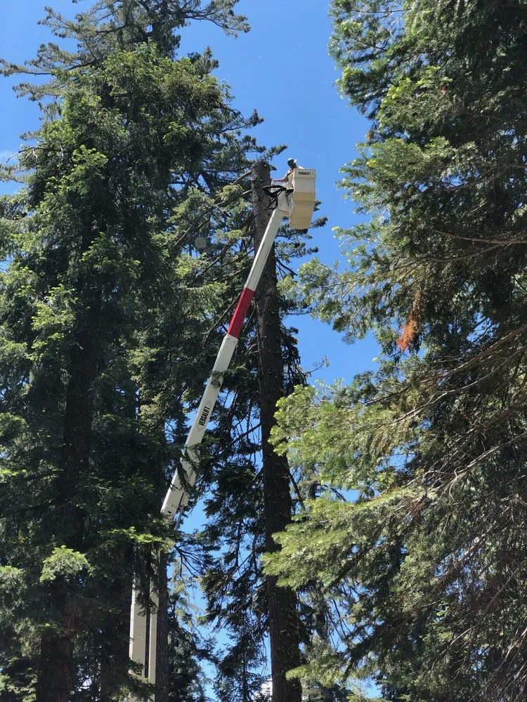 Expert yard cleanup service for beautiful yards in Taylor, AZ by Knotts Trees