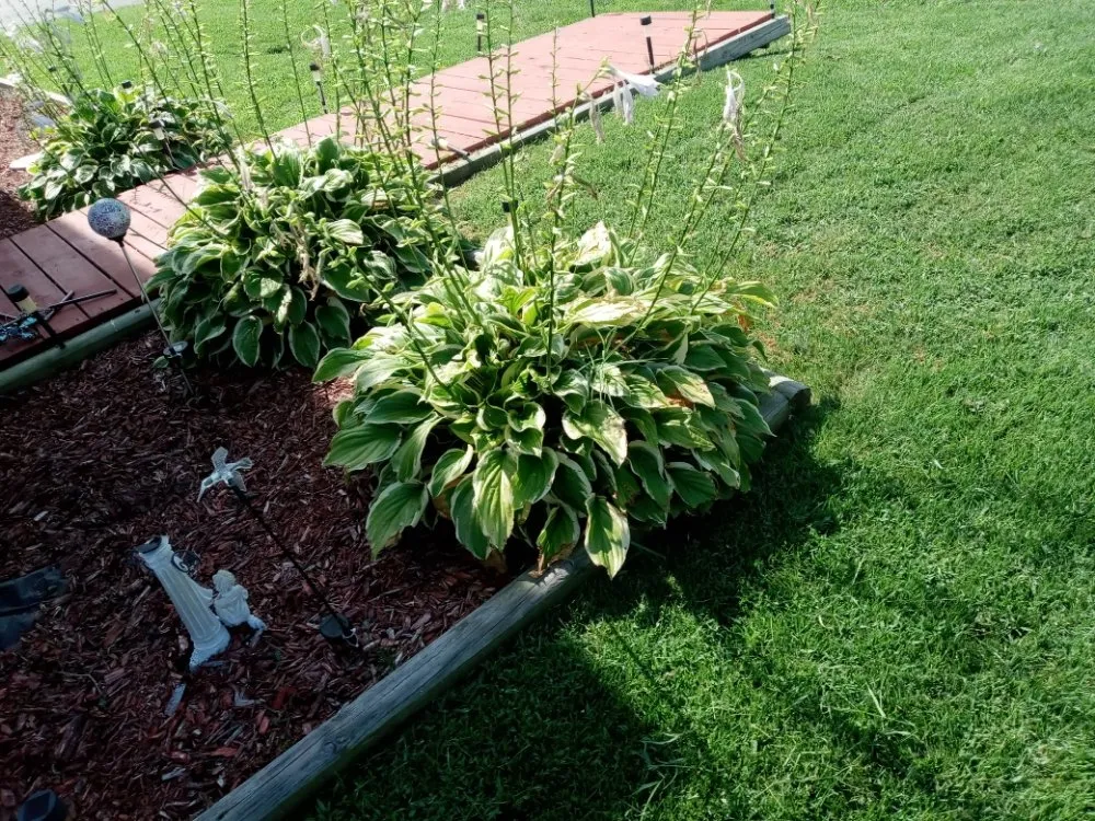 Reliable yard cleanup service for homes across Vincennes, IN - Knox County Lawn Services