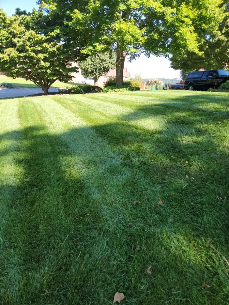 Affordable yard cleanup service in Knoxville, TN by Knox Vegas Lawn Service