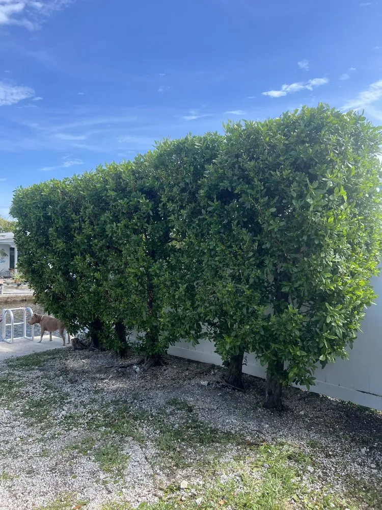 Expert landscape design in Key West, FL by KNW Rivera Lawn Service