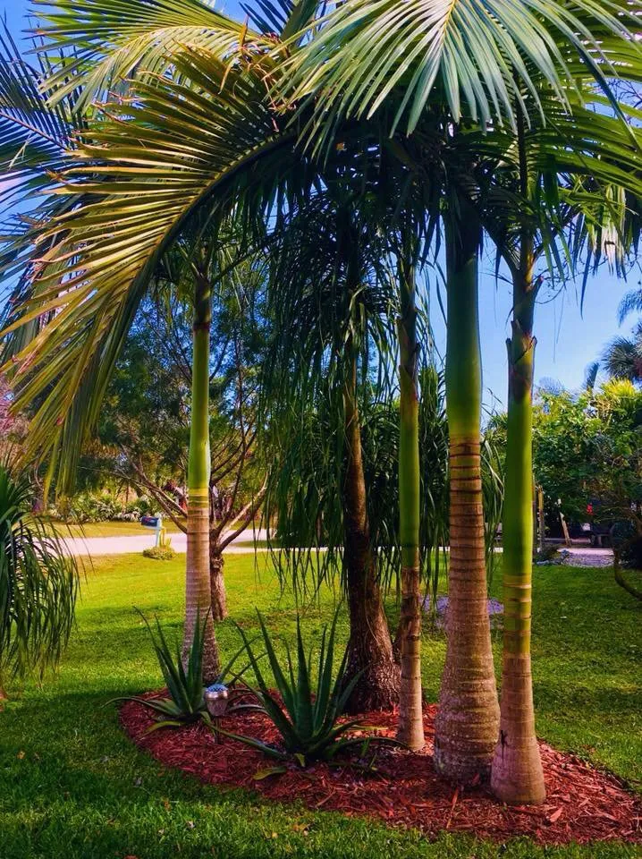 Affordable outdoor landscaping for outdoor upgrades in Vero Beach, FL by Koala Lawn Care & Home Maintenance
