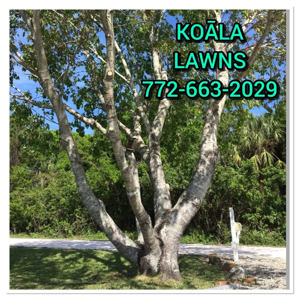 Custom residential landscaping for year-round maintenance across Vero Beach, FL - Koala Lawn Care & Home Maintenance