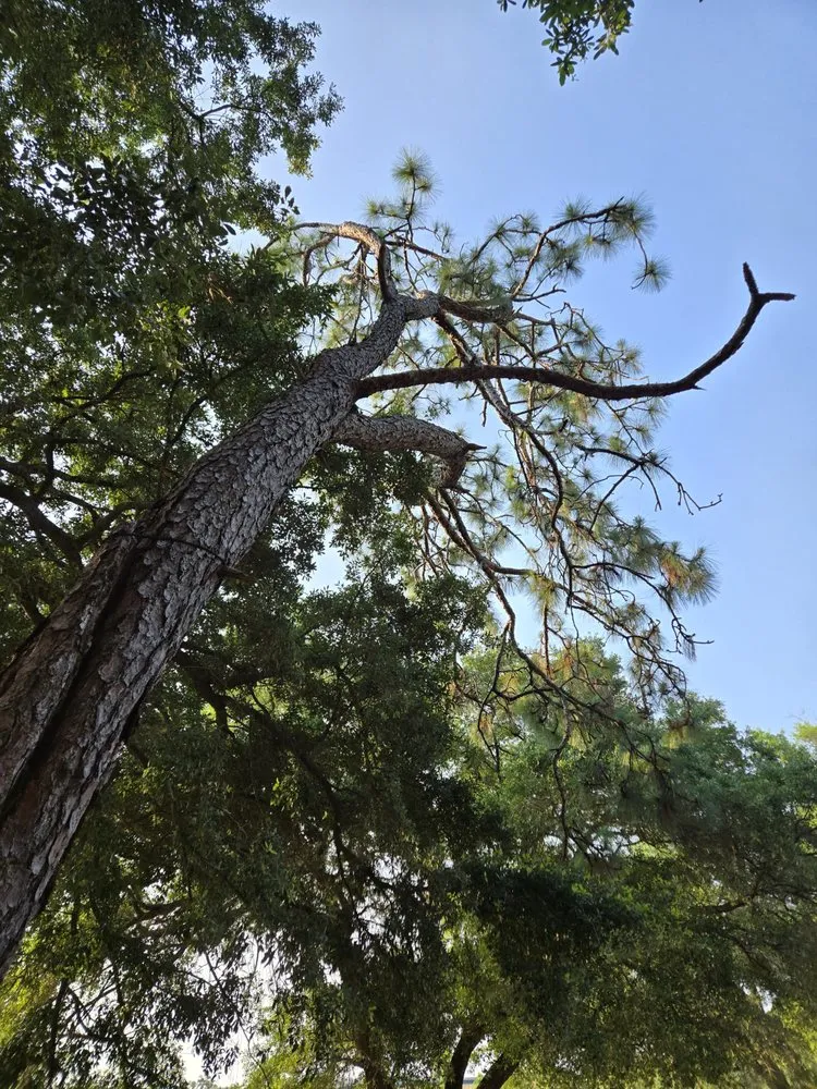 Local lawn care service in Bay Minette, AL - Koc Stump Grinding