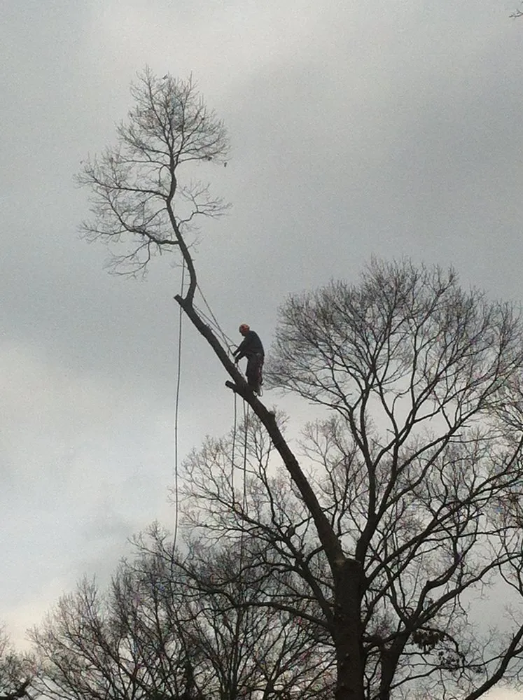 Top-rated yard cleanup service experts serving Mount Sinai, NY - Koch Tree Svces