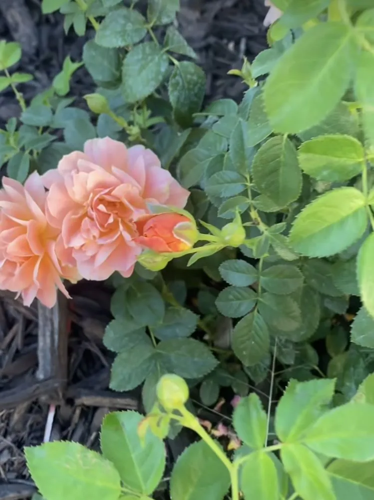 Expert garden landscaping for homes in Cottonwood Heights, UT by Kodiak Landscape