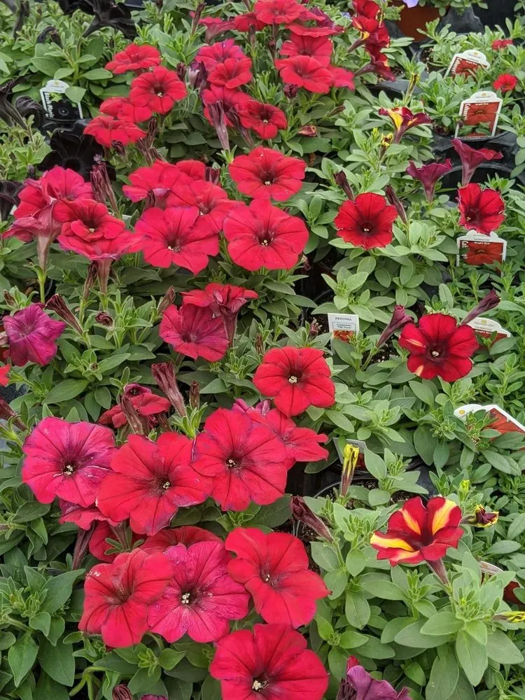 Local landscaping services in Ulysses, KS - Koehn's Country Gardens