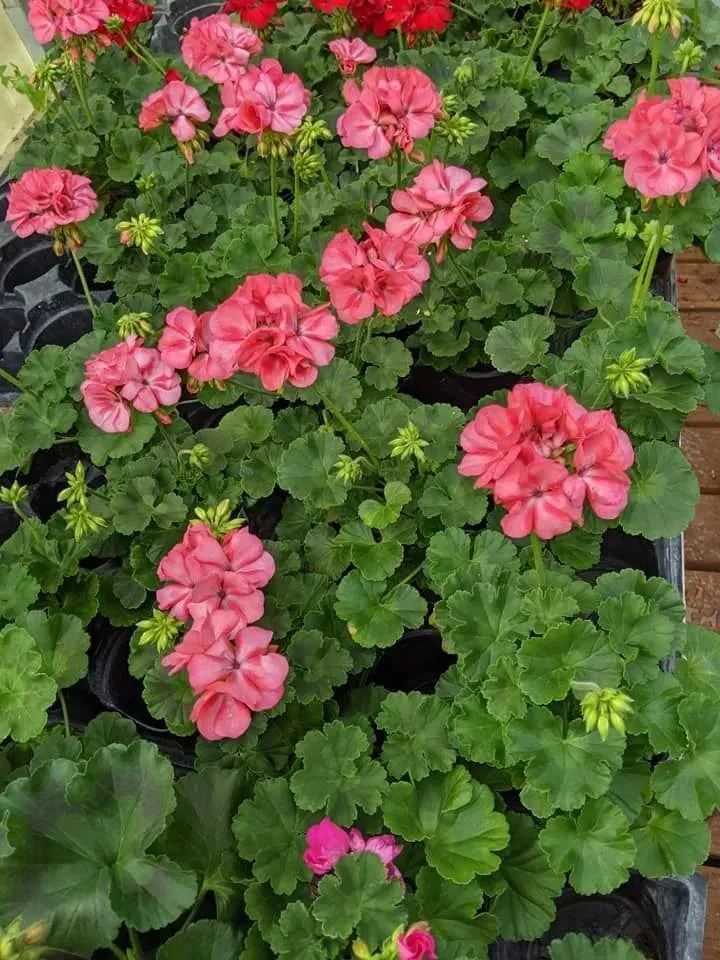 Custom landscape design in Ulysses, KS - Koehn's Country Gardens