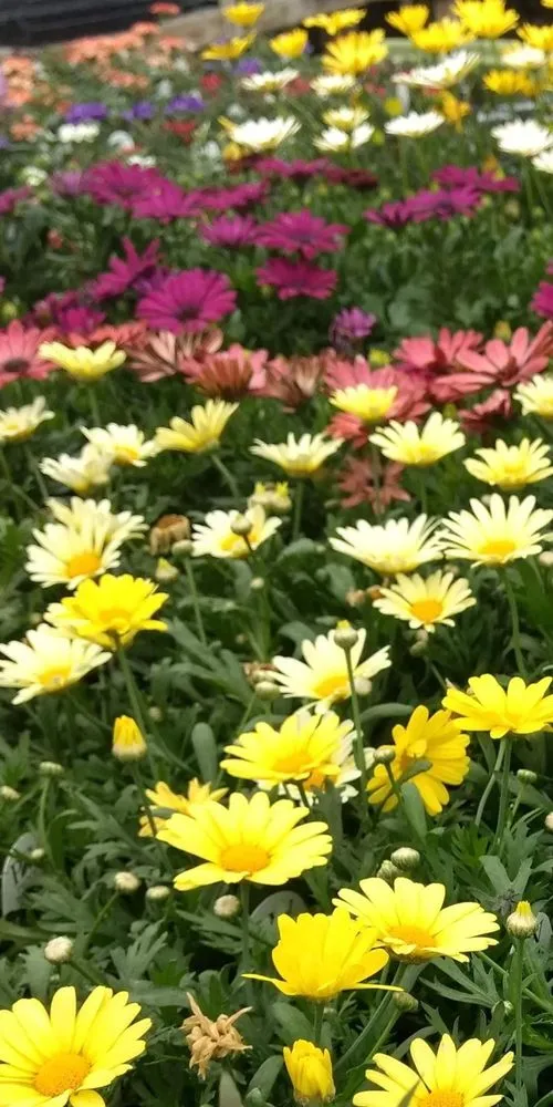 Expert lawn care service for residential properties across Ulysses, KS - Koehn's Country Gardens