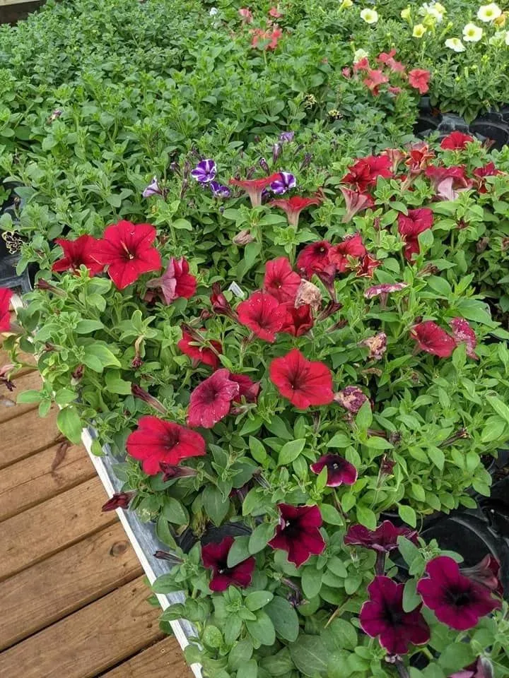 Local lawn mowing service in Ulysses, KS by Koehn's Country Gardens