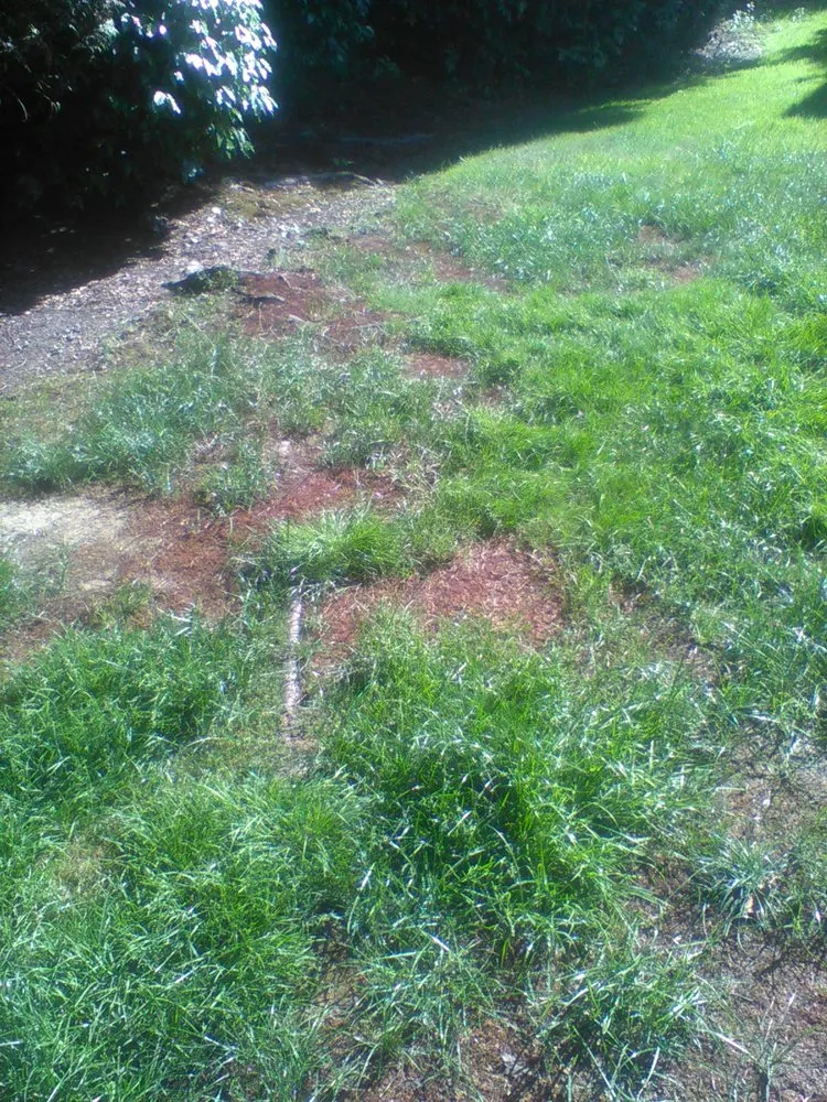 Reliable lawn care service in Des Moines, WA by Koester Landscape Management