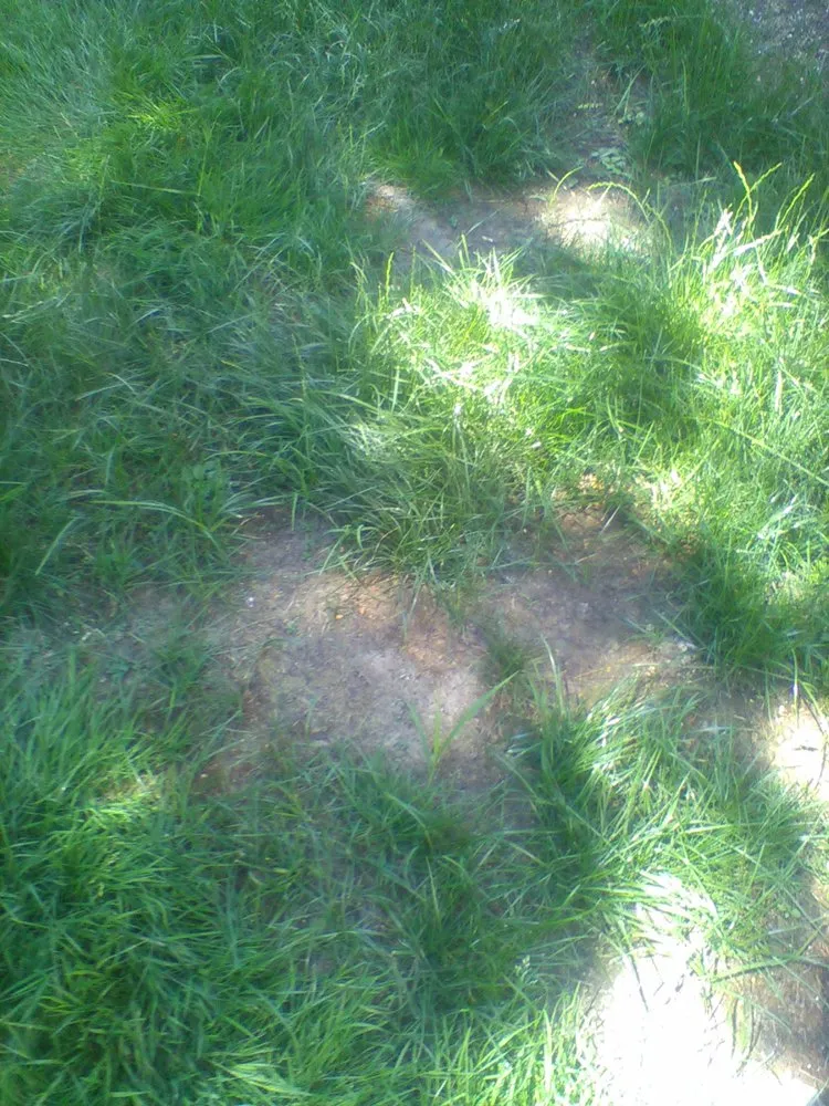 Custom outdoor landscaping in Des Moines, WA by Koester Landscape Management