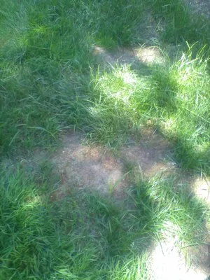 Koester Landscape Management