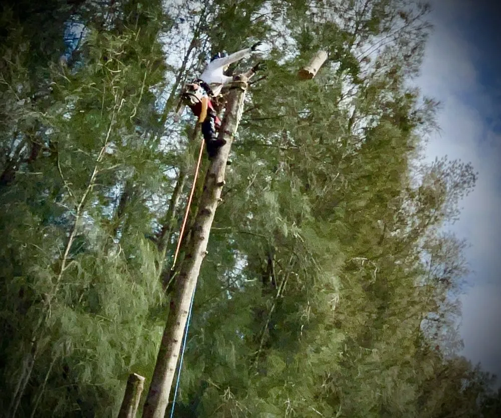 Professional lawn mowing service for outdoor upgrades across Kapaau, HI - Kohala Tree Service