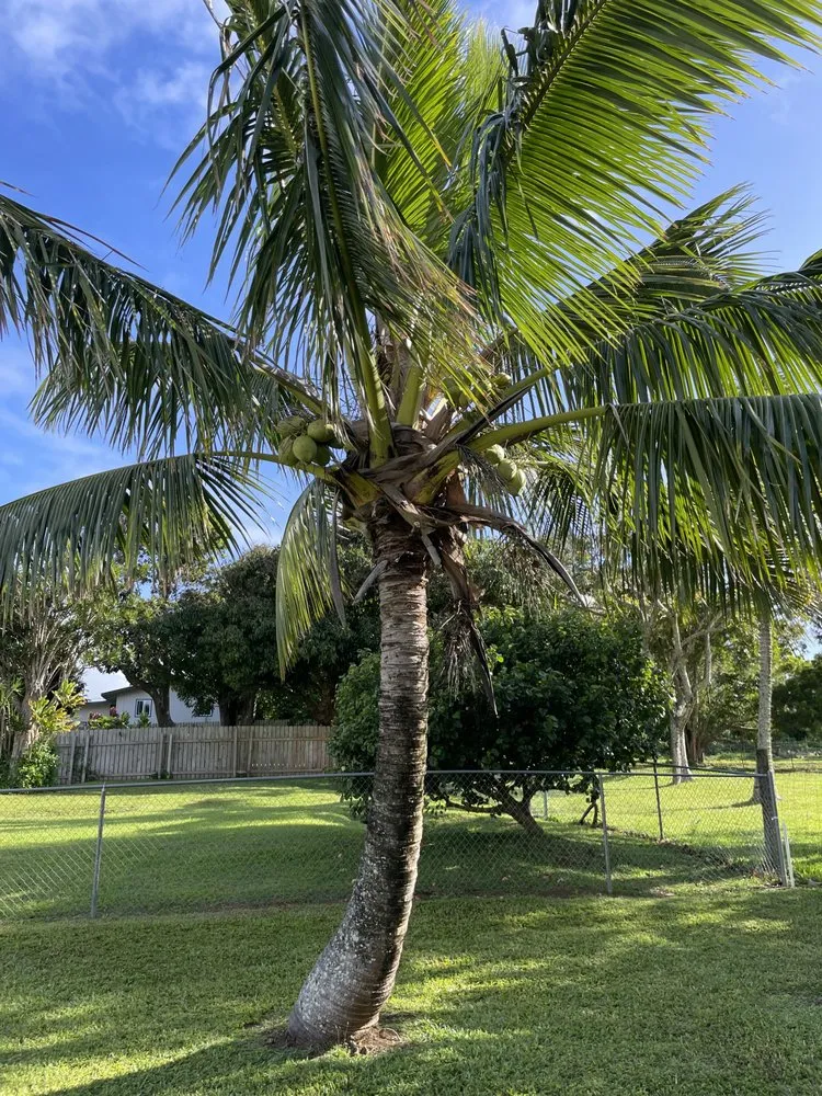 Reliable lawn care service experts serving Kapaau, HI - Kohala Tree Service