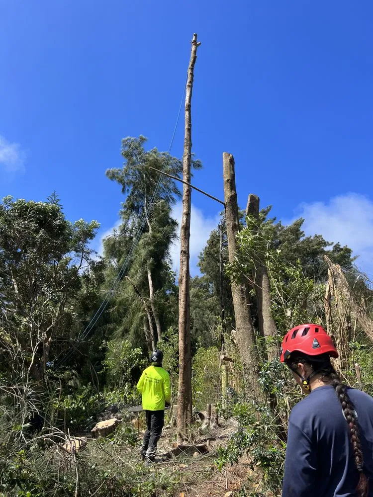 Expert landscape design for year-round maintenance in Kapaau, HI by Kohala Tree Service