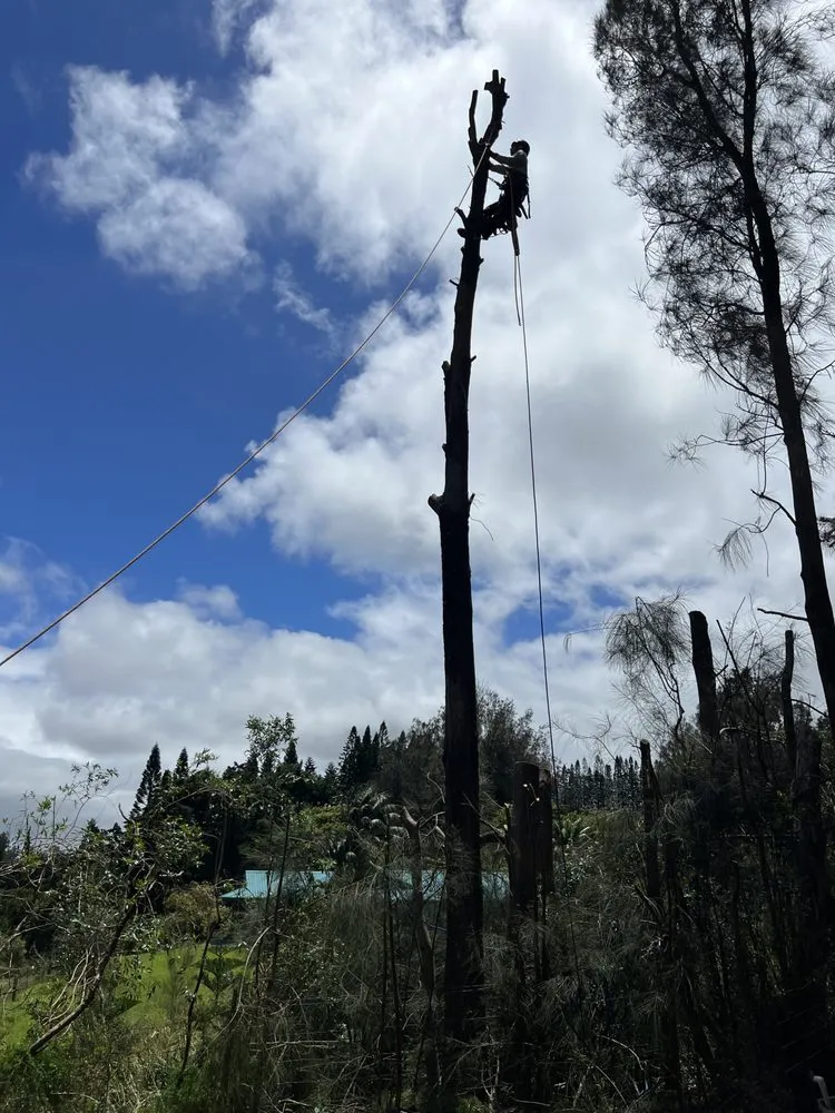 Trusted outdoor landscaping in Kapaau, HI - Kohala Tree Service