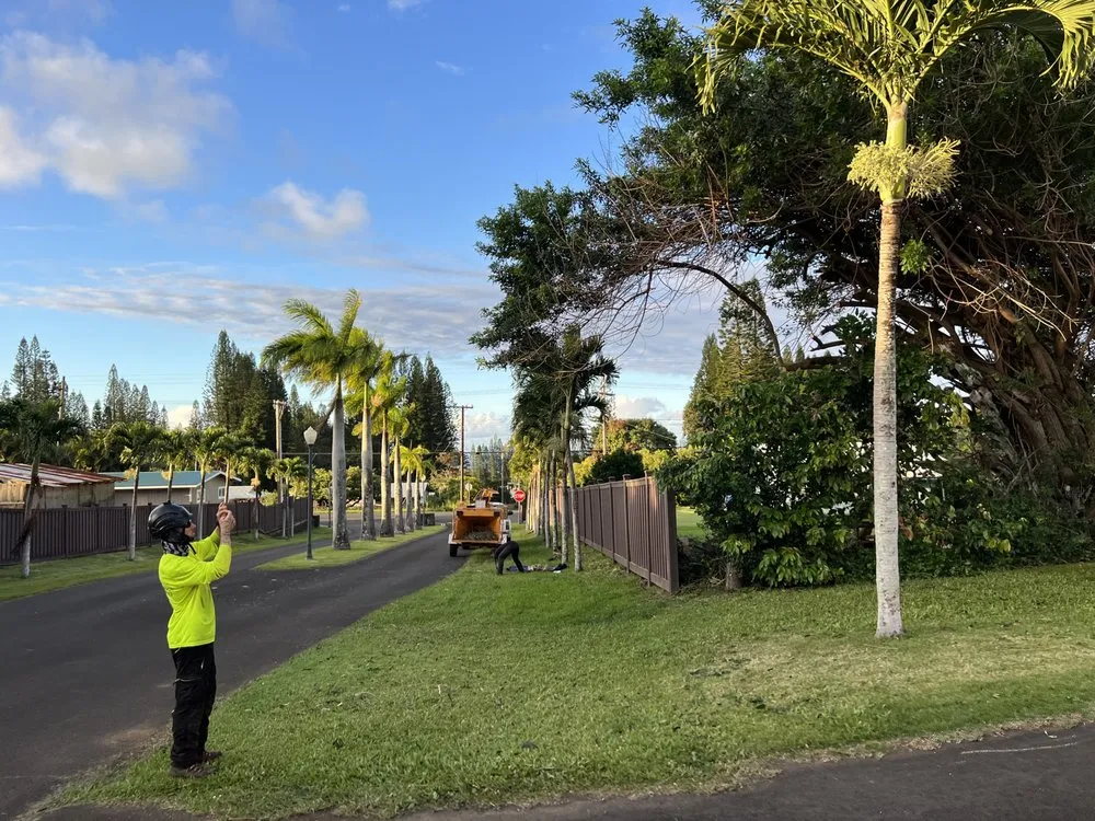 Affordable yard cleanup service in Kapaau, HI - Kohala Tree Service