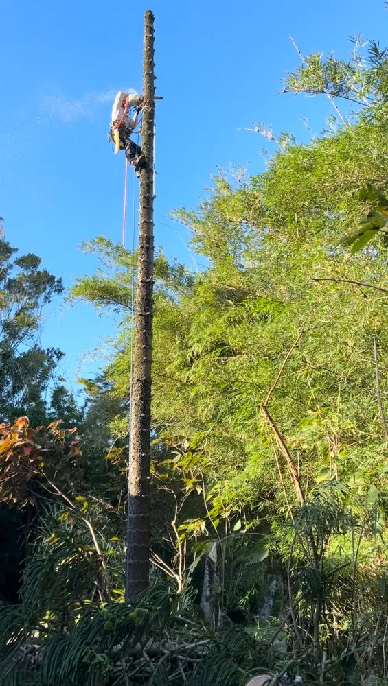 Affordable lawn mowing service in Kapaau, HI by Kohala Tree Service