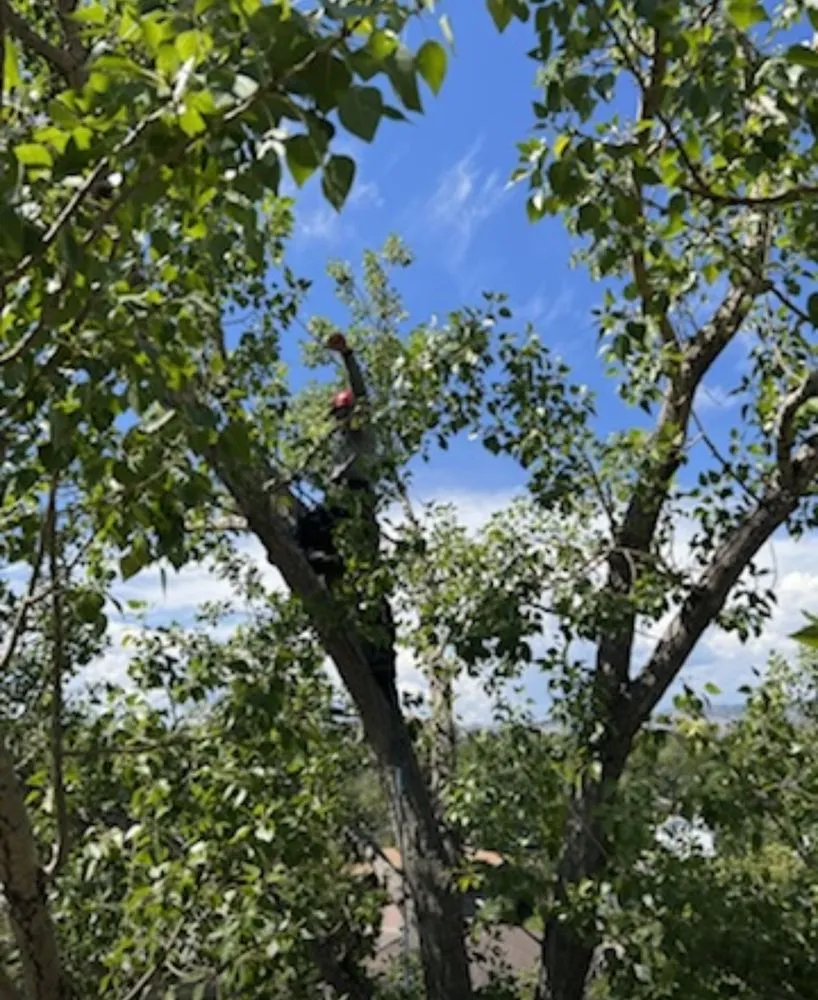 Custom yard maintenance for year-round maintenance in Kapaau, HI by Kohala Tree Service