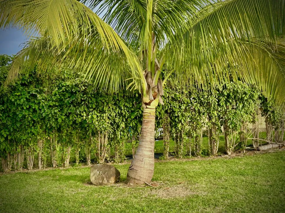 Professional garden landscaping experts serving Kapaau, HI - Kohala Tree Service