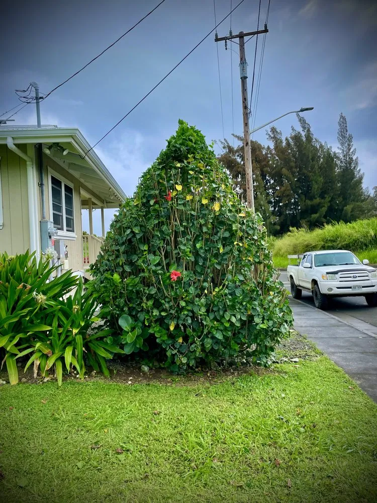 Reliable residential landscaping for beautiful yards across Kapaau, HI - Kohala Tree Service