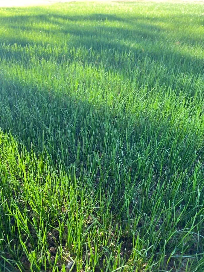 Reliable yard maintenance for beautiful yards across Amarillo, TX - Kohler Lawn & Landscape