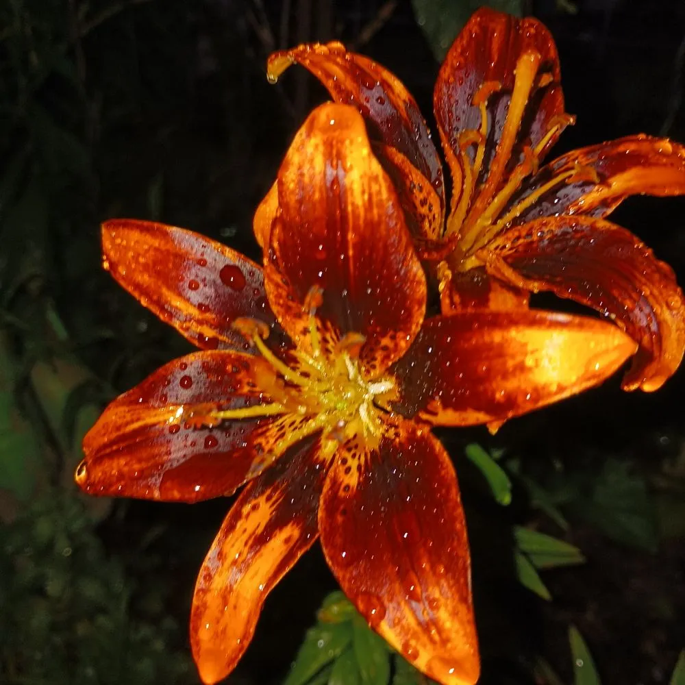 Top-rated residential landscaping for residential properties in Pittsburgh, PA by KOHR Lawncare & Landscaping