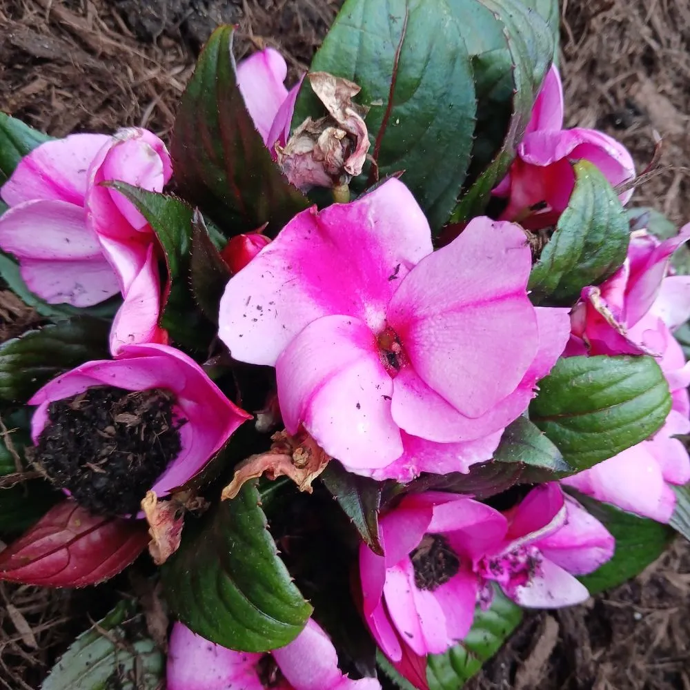 Affordable residential landscaping in Pittsburgh, PA - KOHR Lawncare & Landscaping