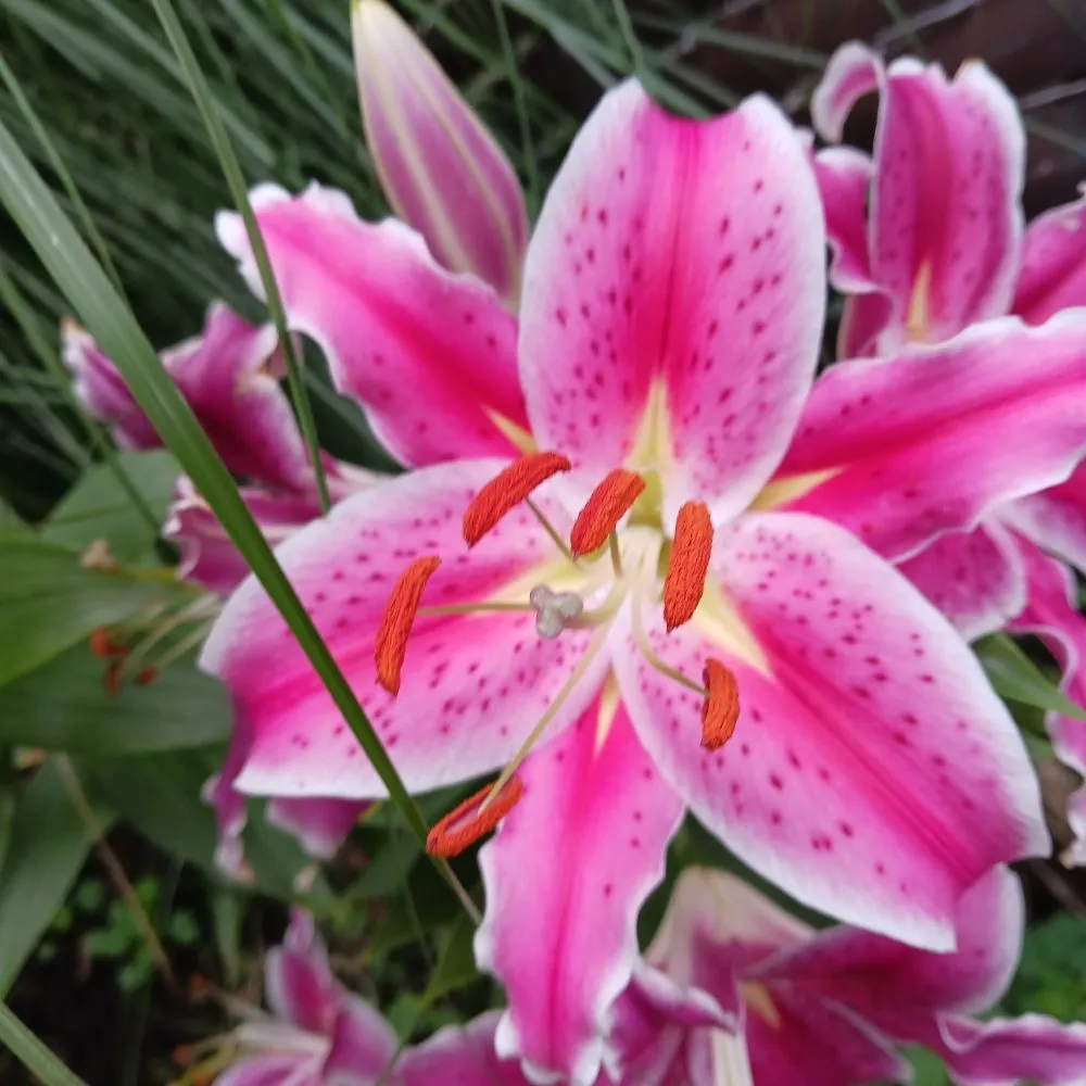 Reliable residential landscaping in Pittsburgh, PA - KOHR Lawncare & Landscaping