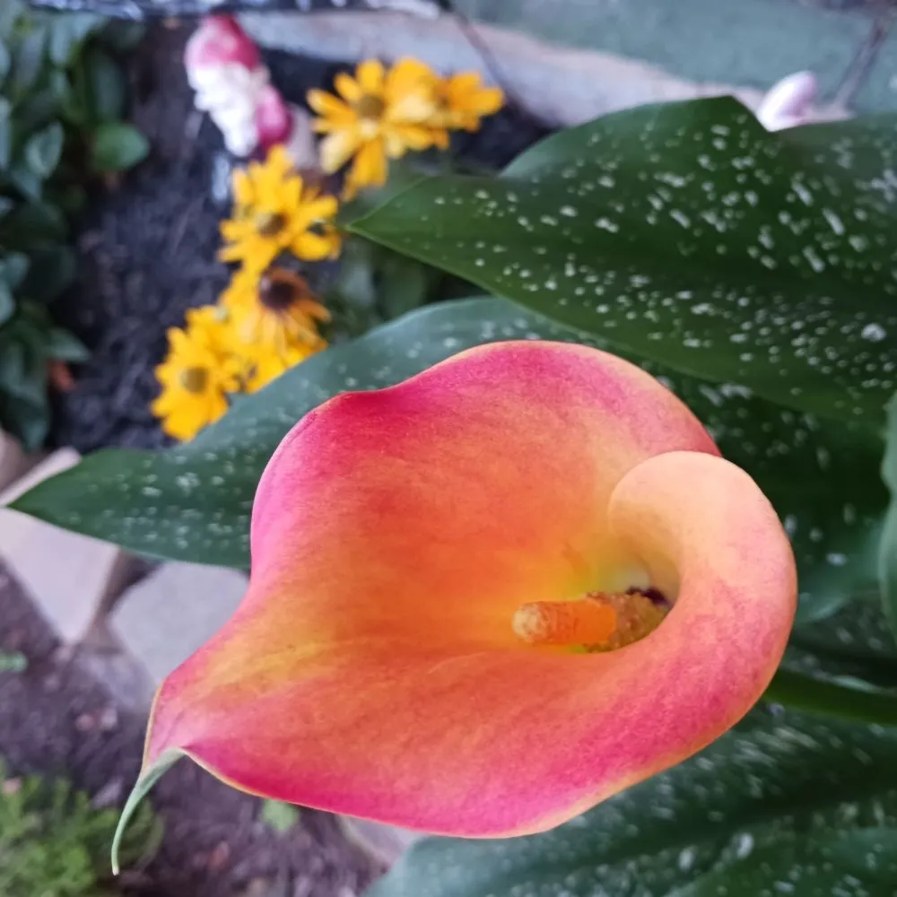 Affordable lawn mowing service experts serving Pittsburgh, PA - KOHR Lawncare & Landscaping