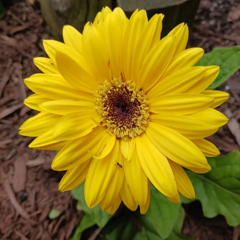 Affordable residential landscaping for year-round maintenance in Pittsburgh, PA by KOHR Lawncare & Landscaping