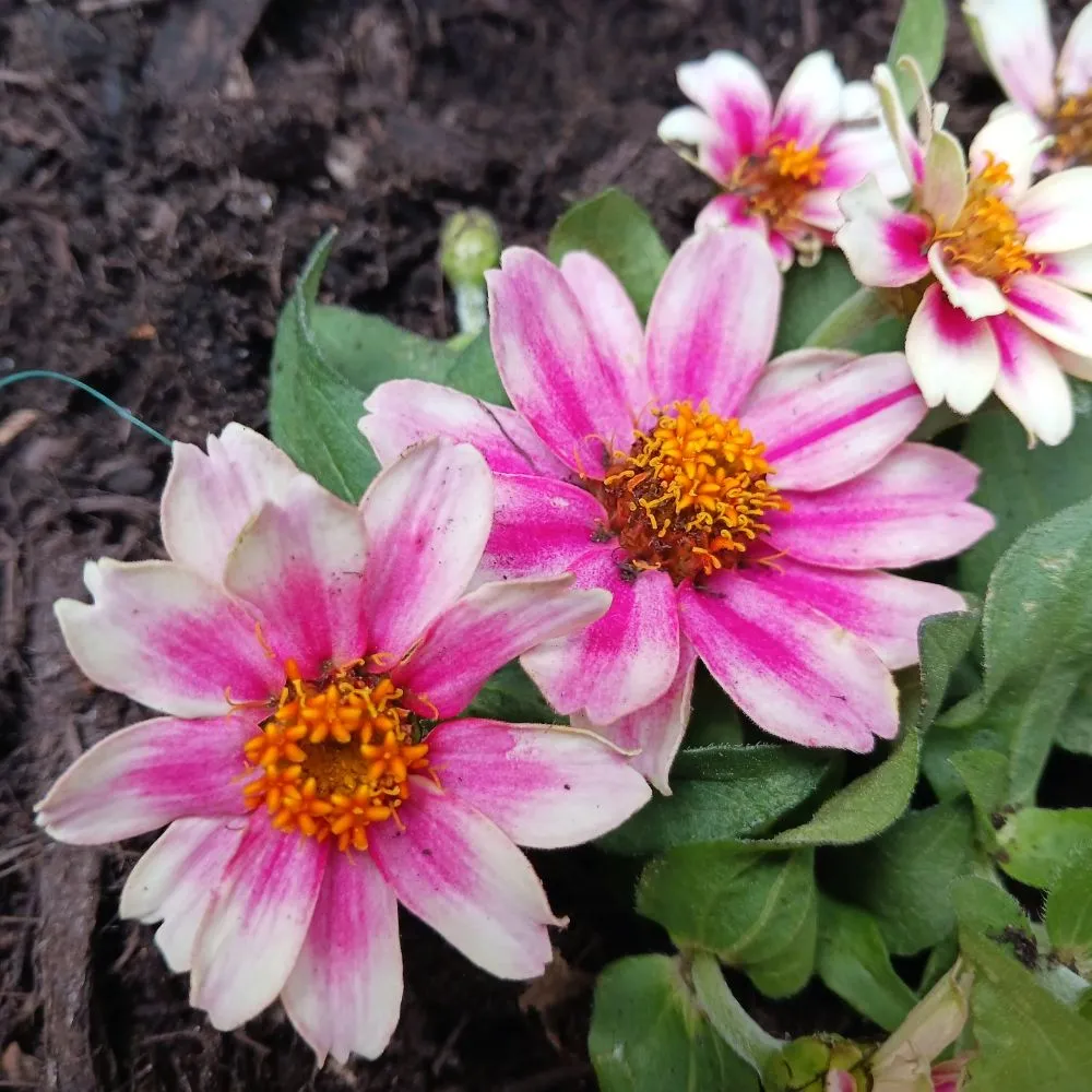 Affordable yard cleanup service for beautiful yards across Pittsburgh, PA - KOHR Lawncare & Landscaping