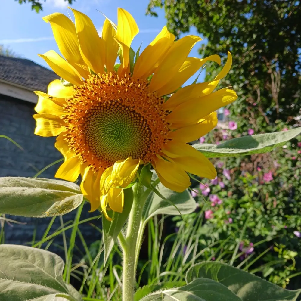 Professional residential landscaping in Pittsburgh, PA by KOHR Lawncare & Landscaping