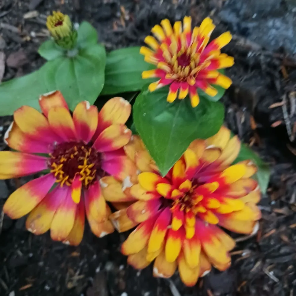 Expert residential landscaping with custom design across Pittsburgh, PA - KOHR Lawncare & Landscaping