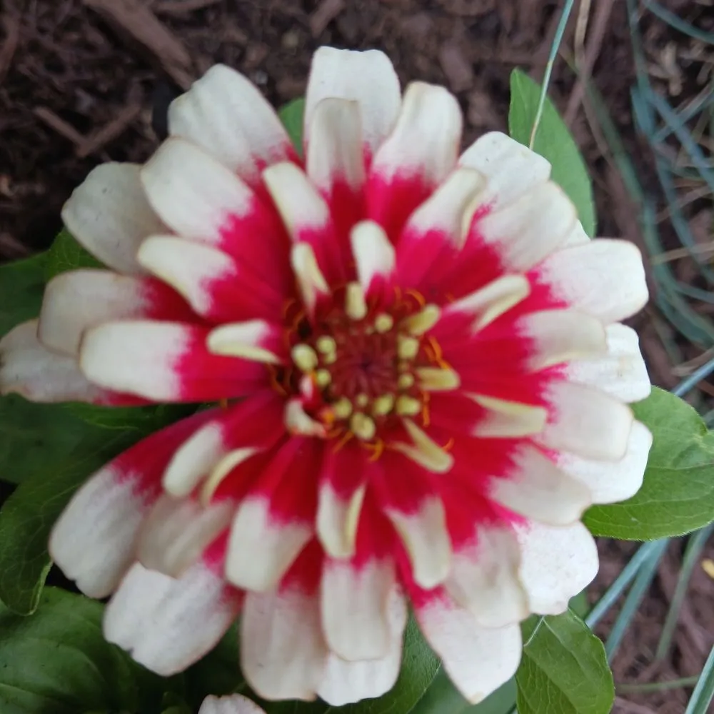 Professional lawn care service experts serving Pittsburgh, PA - KOHR Lawncare & Landscaping