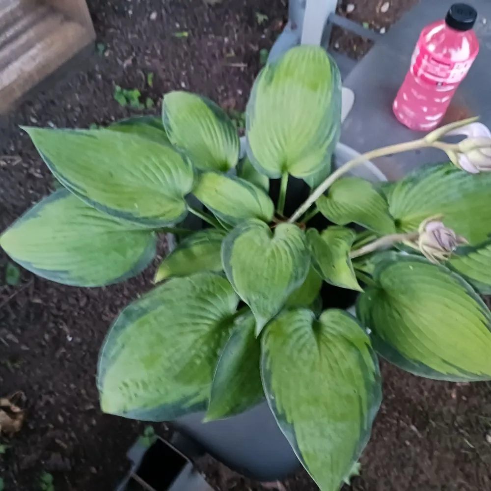 Affordable outdoor landscaping in Pittsburgh, PA by KOHR Lawncare & Landscaping