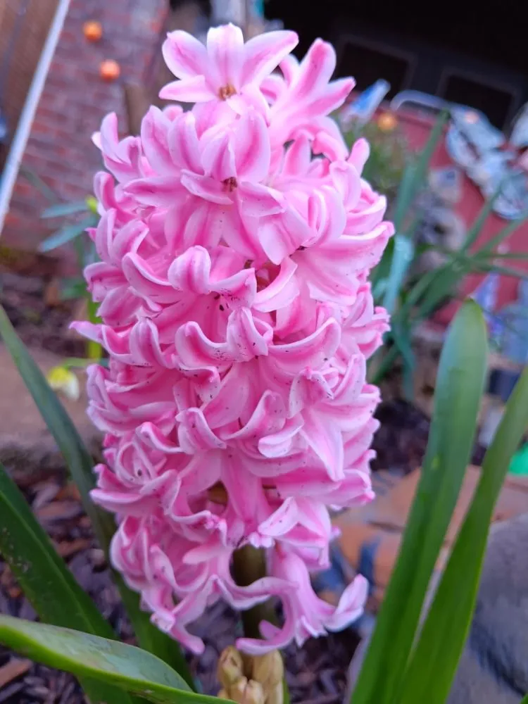 Custom yard cleanup service in Pittsburgh, PA by KOHR Lawncare & Landscaping