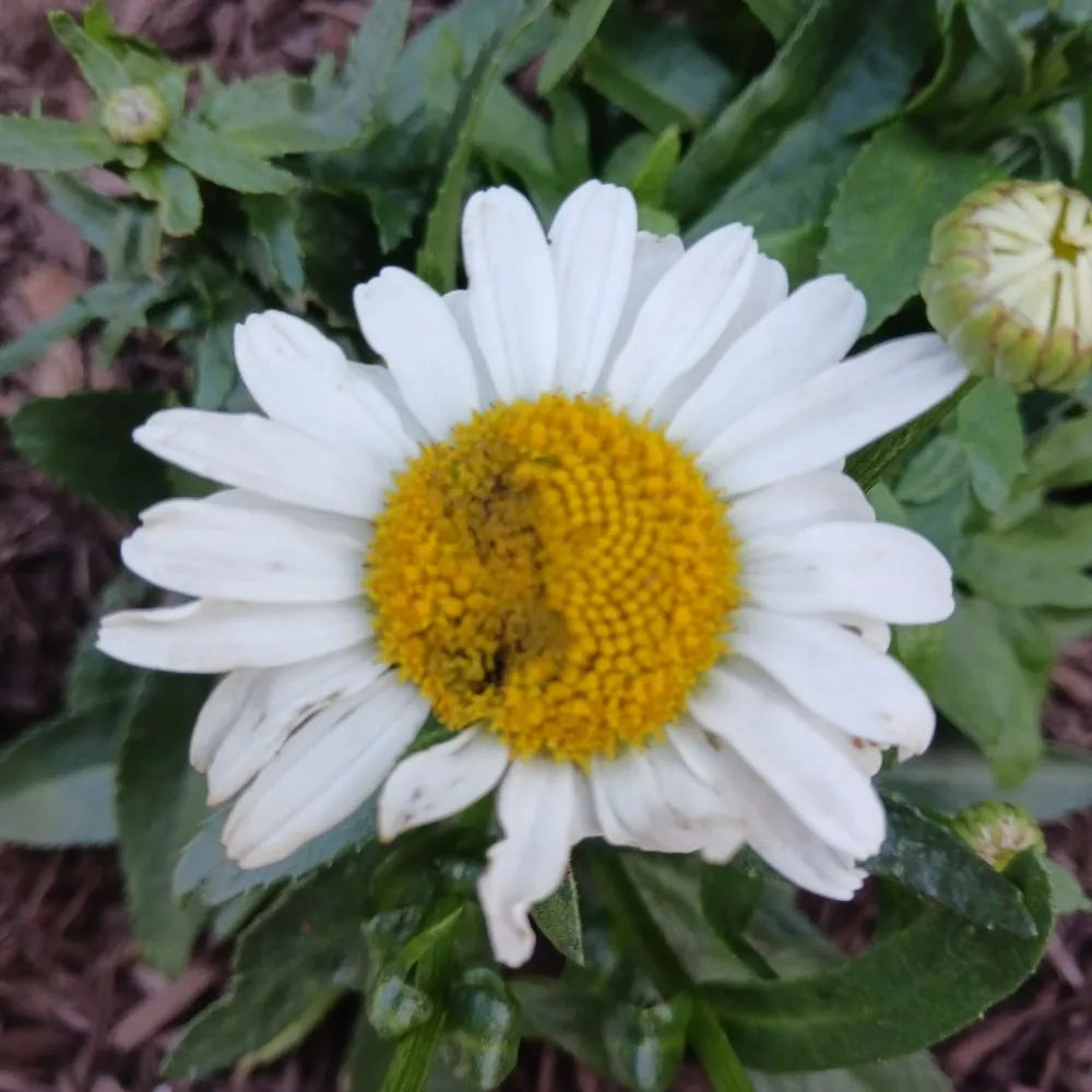 Expert garden landscaping near you in Pittsburgh, PA by KOHR Lawncare & Landscaping