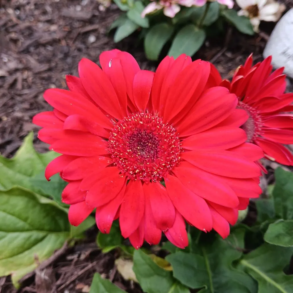 Trusted lawn care service for outdoor upgrades across Pittsburgh, PA - KOHR Lawncare & Landscaping