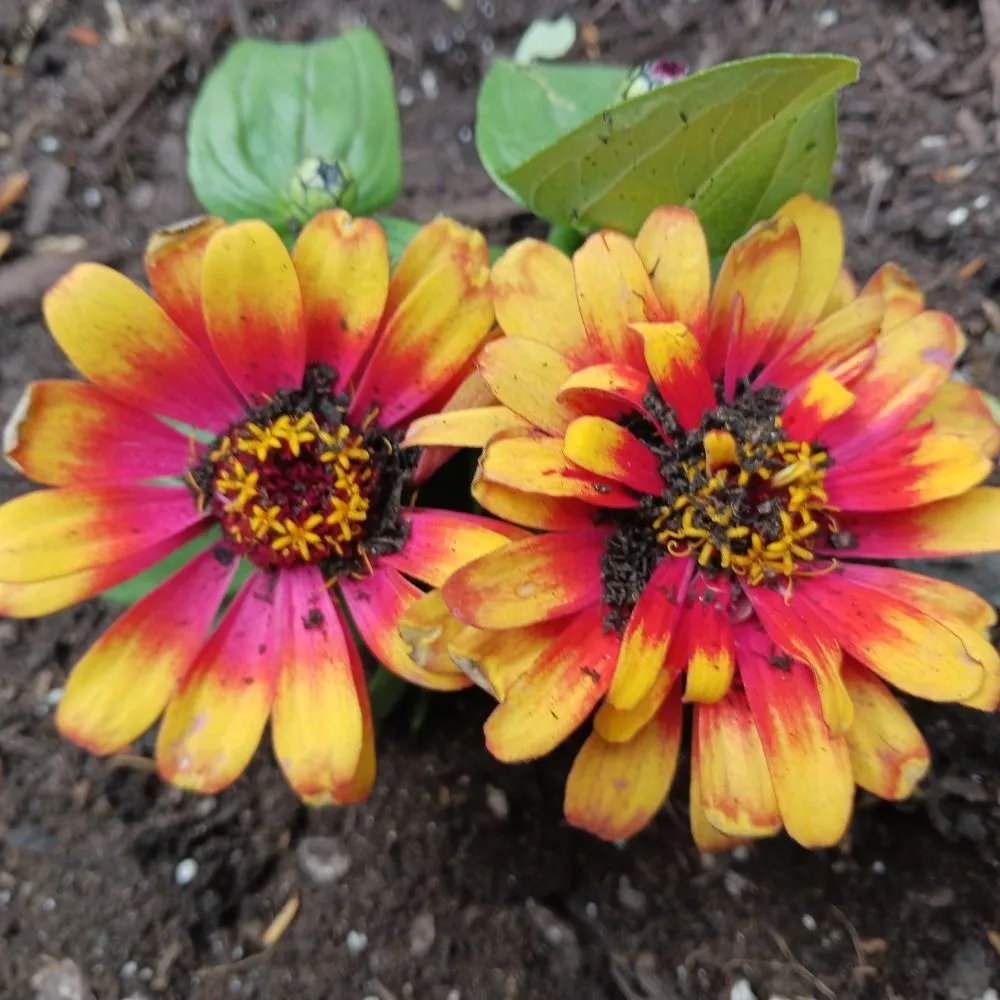 Affordable landscaping services for homes in Pittsburgh, PA by KOHR Lawncare & Landscaping