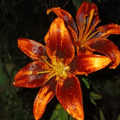 KOHR Lawncare & Landscaping Logo