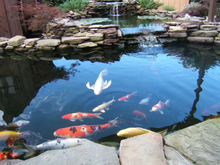 Professional yard maintenance experts serving Orange, CA - Koi Pros