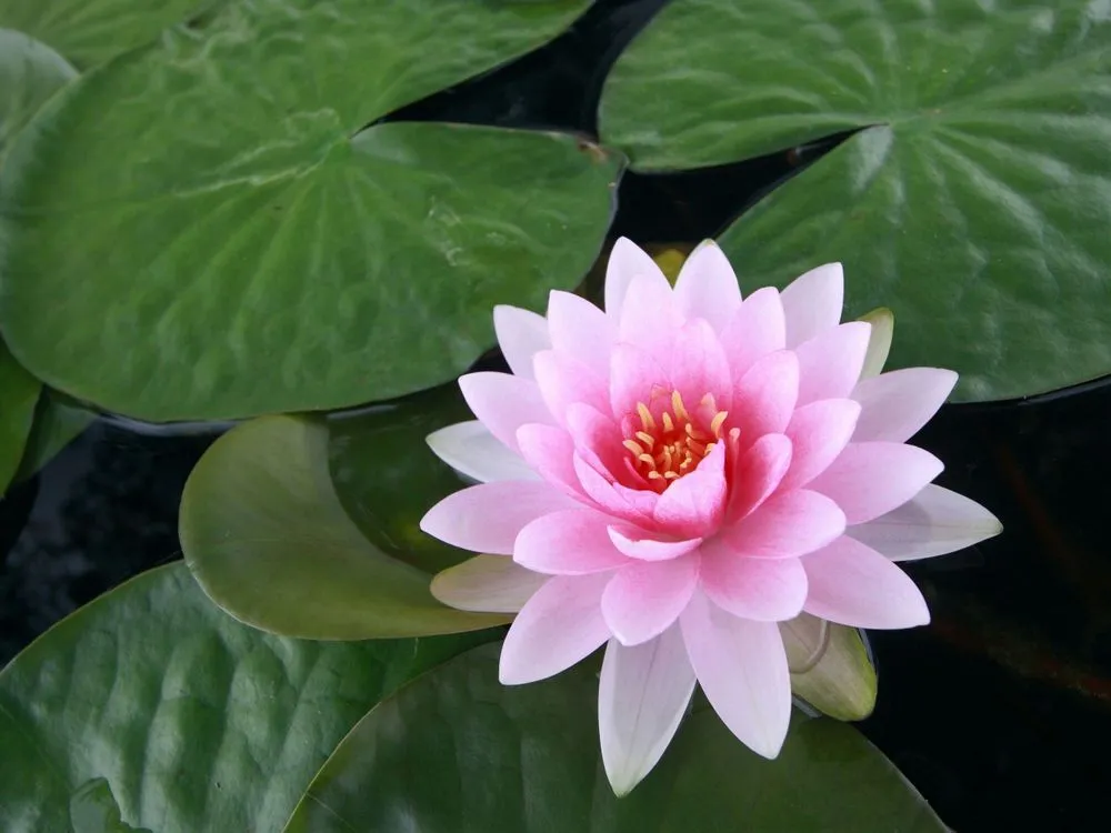 Expert lawn mowing service for residential properties across Orange, CA - Koi Pros