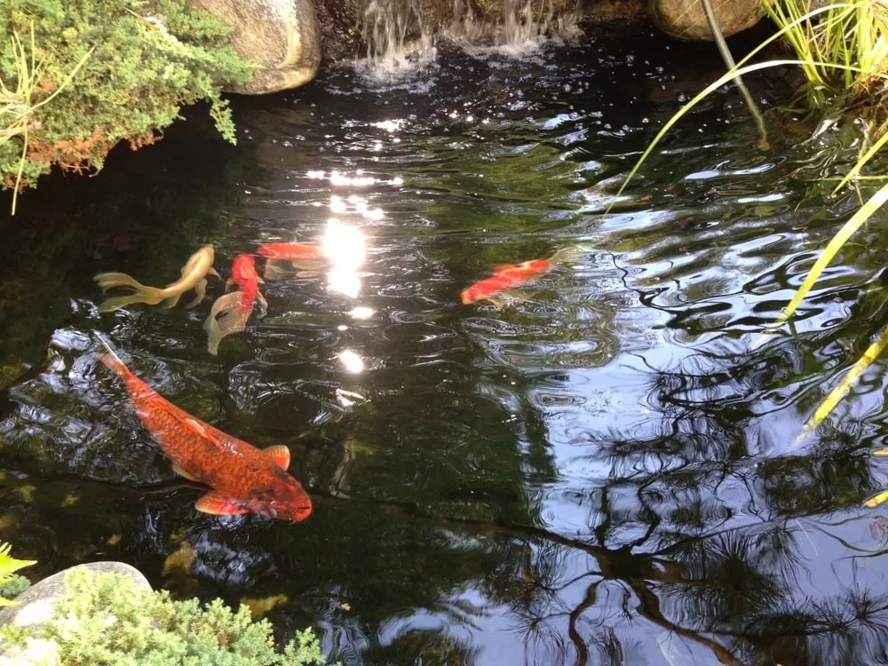 Custom residential landscaping in La Crescenta, CA - Koi Shui Aquatics