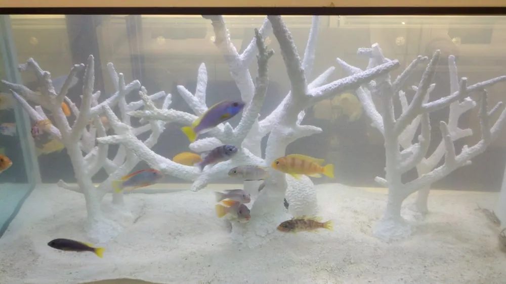 Trusted landscape installation in La Crescenta, CA - Koi Shui Aquatics