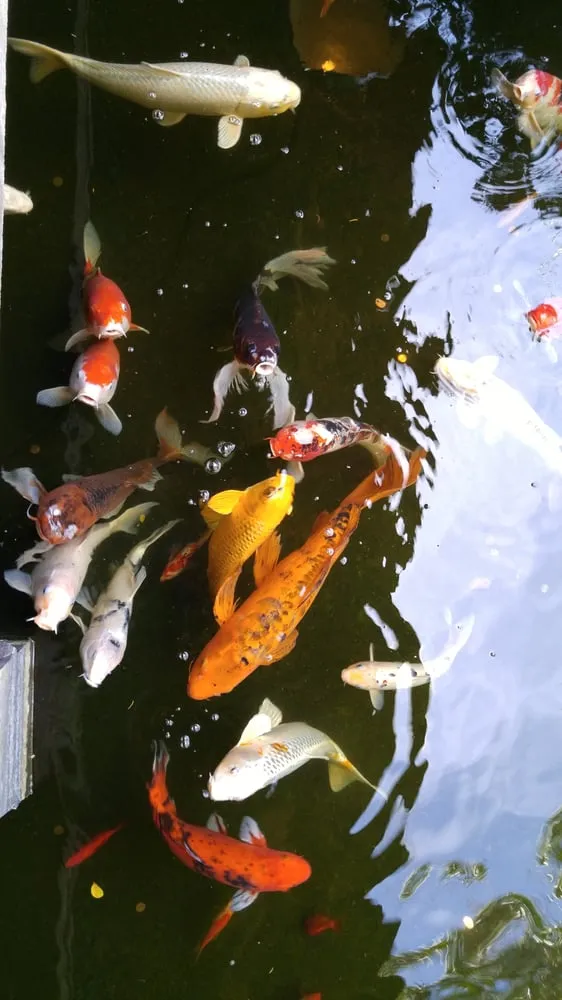 Custom yard maintenance for outdoor upgrades across La Crescenta, CA - Koi Shui Aquatics