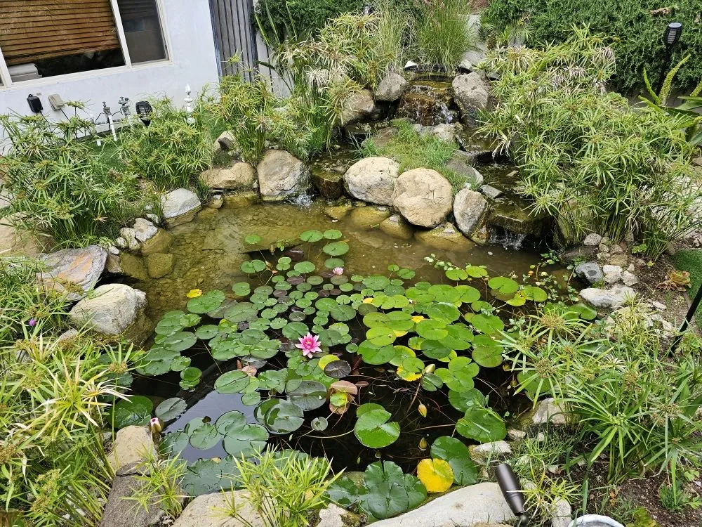 Local lawn care service experts serving La Crescenta, CA - Koi Shui Aquatics