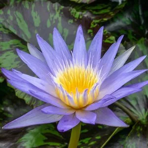 Top-rated lawn mowing service near you across Riviera Beach, FL - Koi Smart