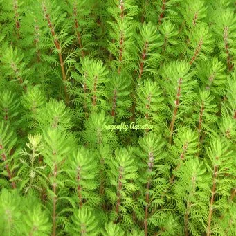 Affordable landscape design for outdoor upgrades across Riviera Beach, FL - Koi Smart